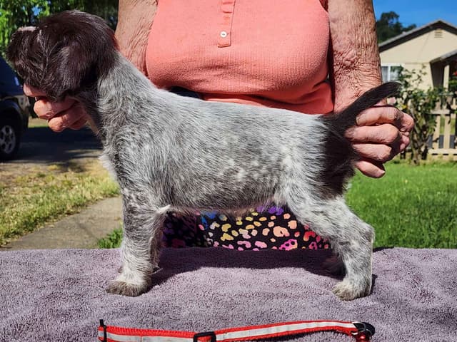 German Wirehaired Pointer Puppies media 4