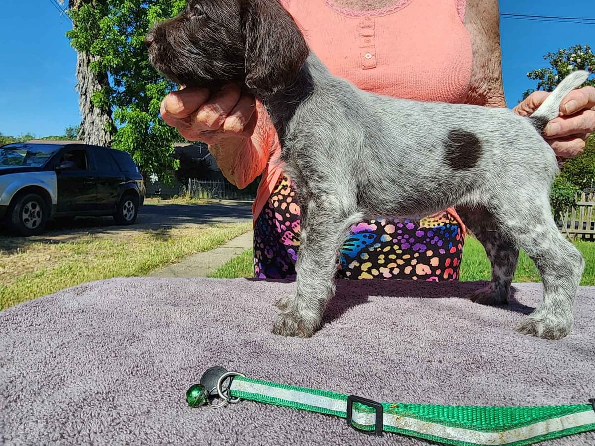 German Wirehaired Pointer Puppies breeder image 1