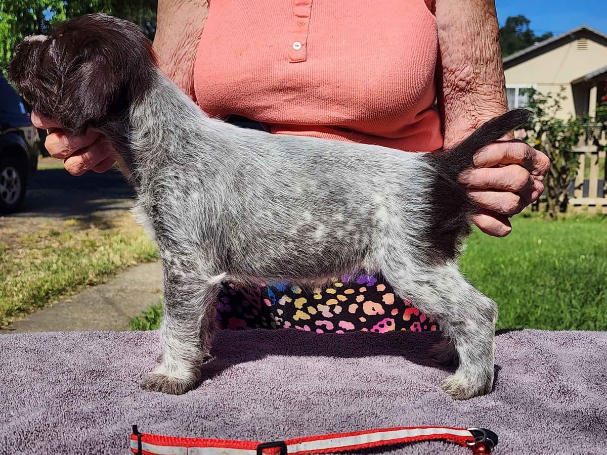 German Wirehaired Pointer Puppies breeder image 2