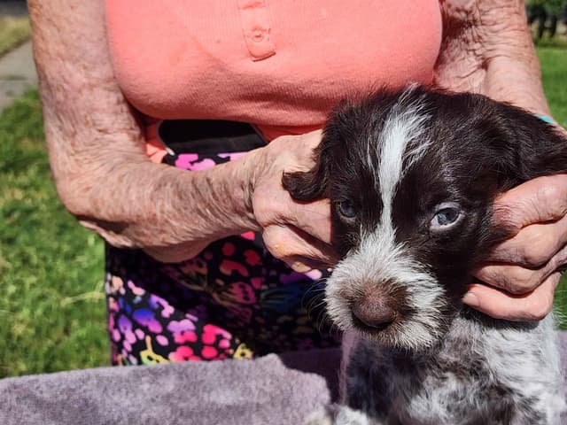 German Wirehaired Pointer Puppies media 5