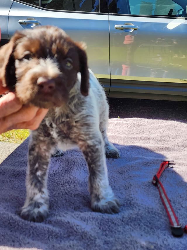German Wirehaired Pointer Puppies media 6