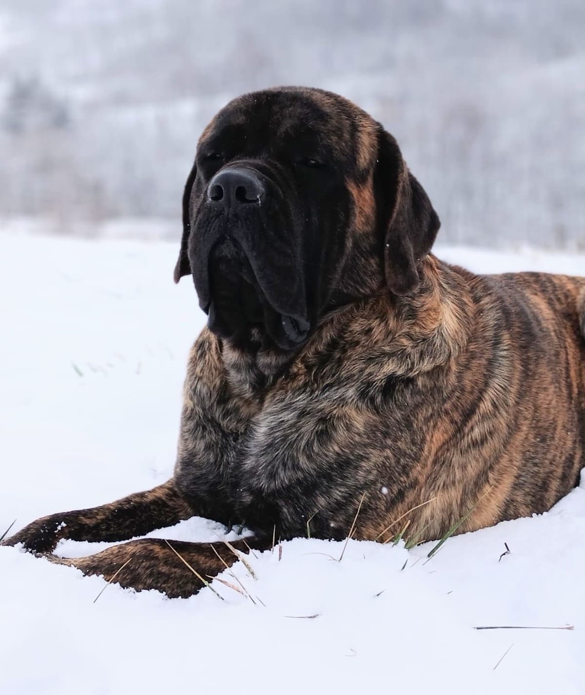 Brindle Female Mastiff Puppy breeder image 11