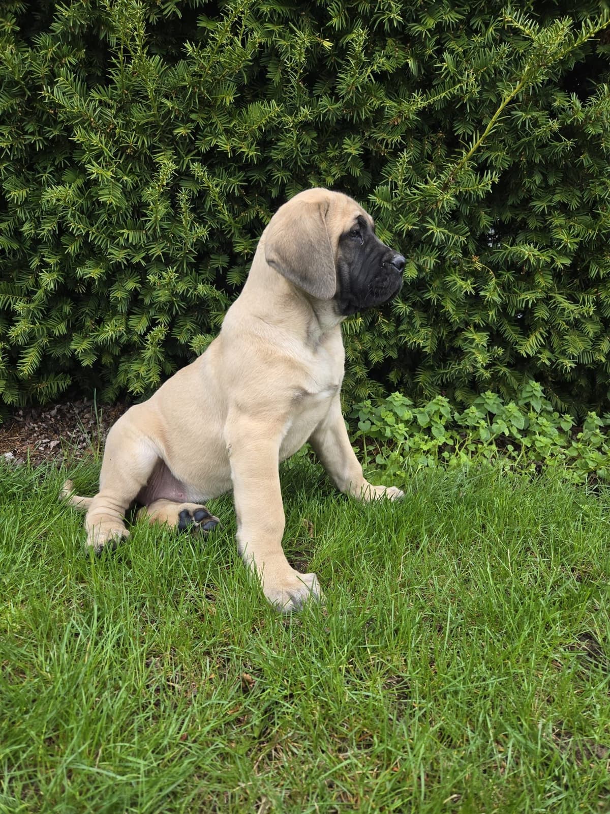 Brindle Female Mastiff Puppy breeder image 1