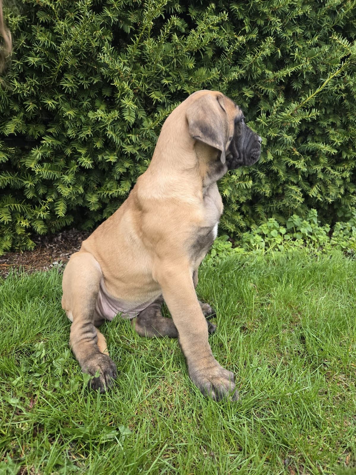 Brindle Female Mastiff Puppy breeder image 2