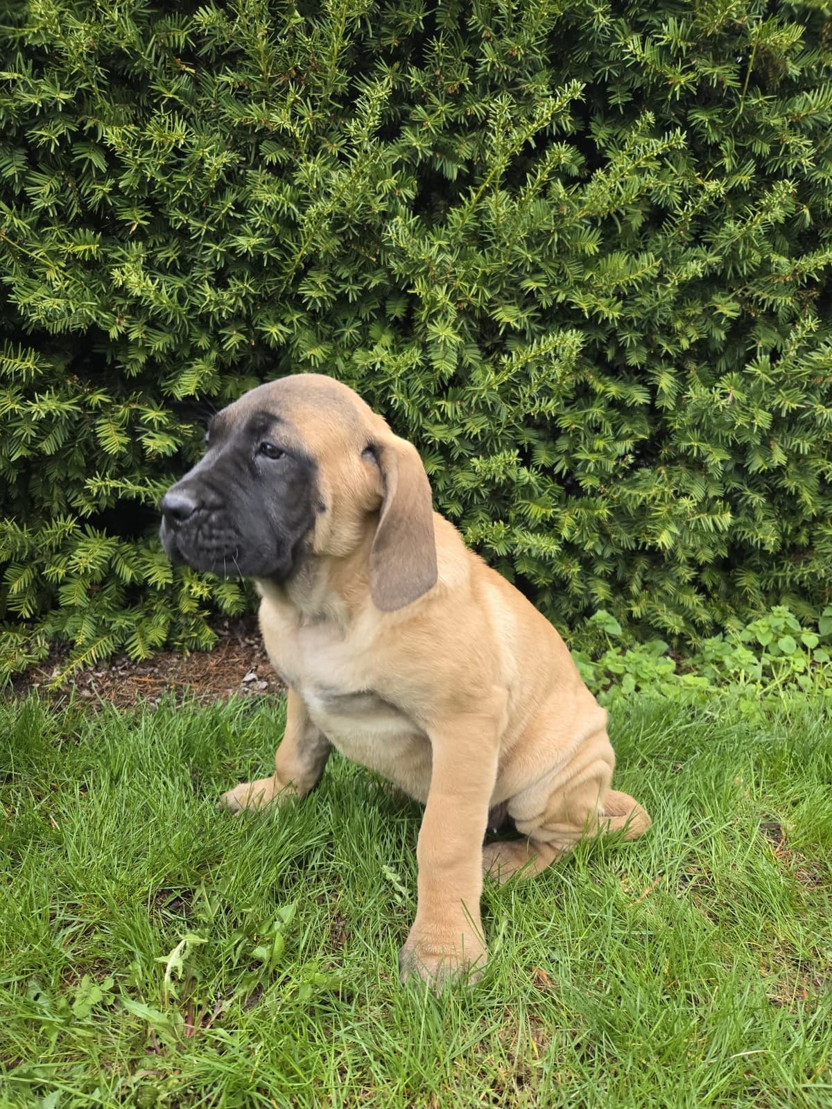 Brindle Female Mastiff Puppy breeder image 3