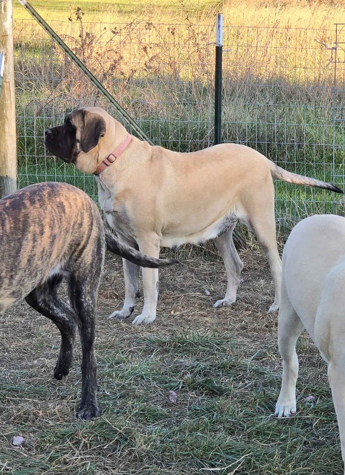 Brindle Female Mastiff Puppy breeder image 10