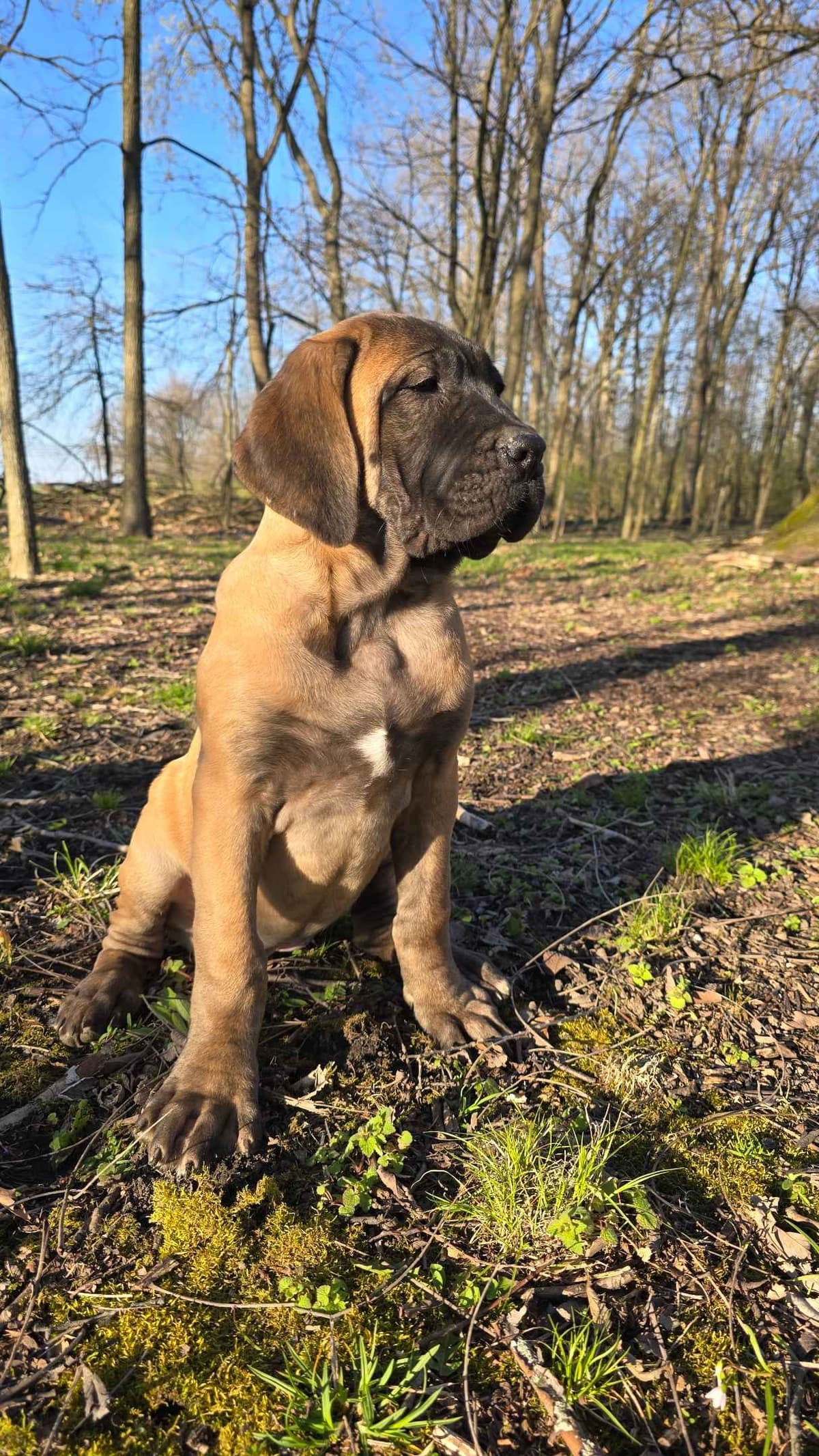 Brindle Female Mastiff Puppy breeder image 4