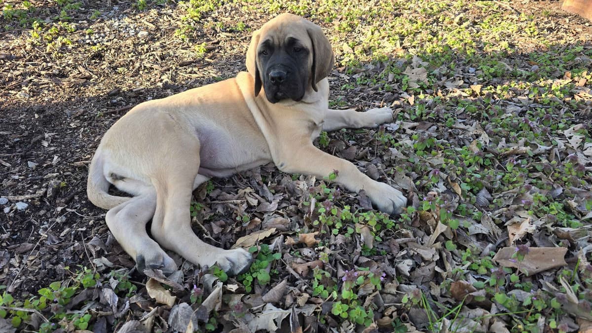 Brindle Female Mastiff Puppy breeder image 6