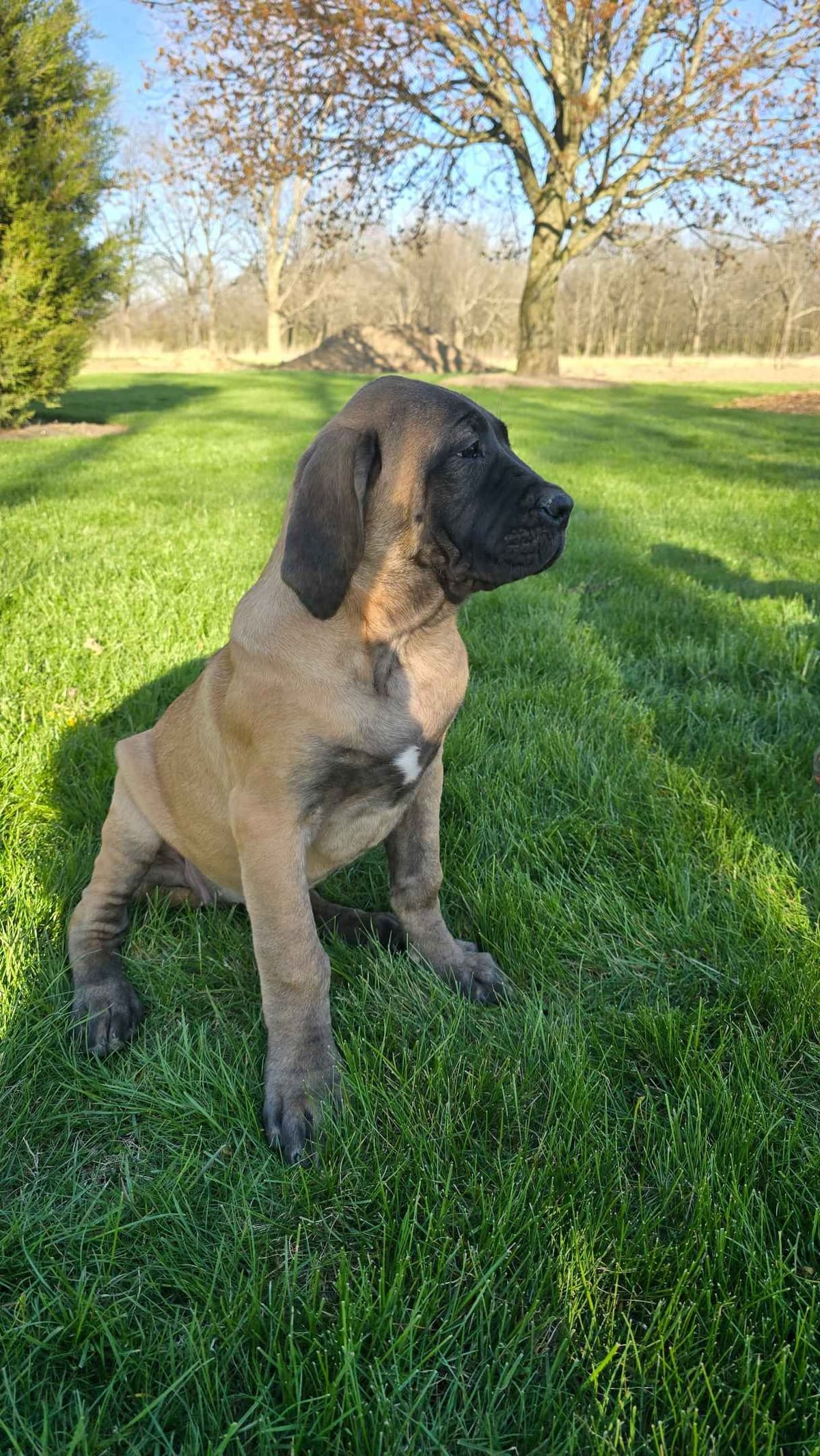 Brindle Female Mastiff Puppy breeder image 7