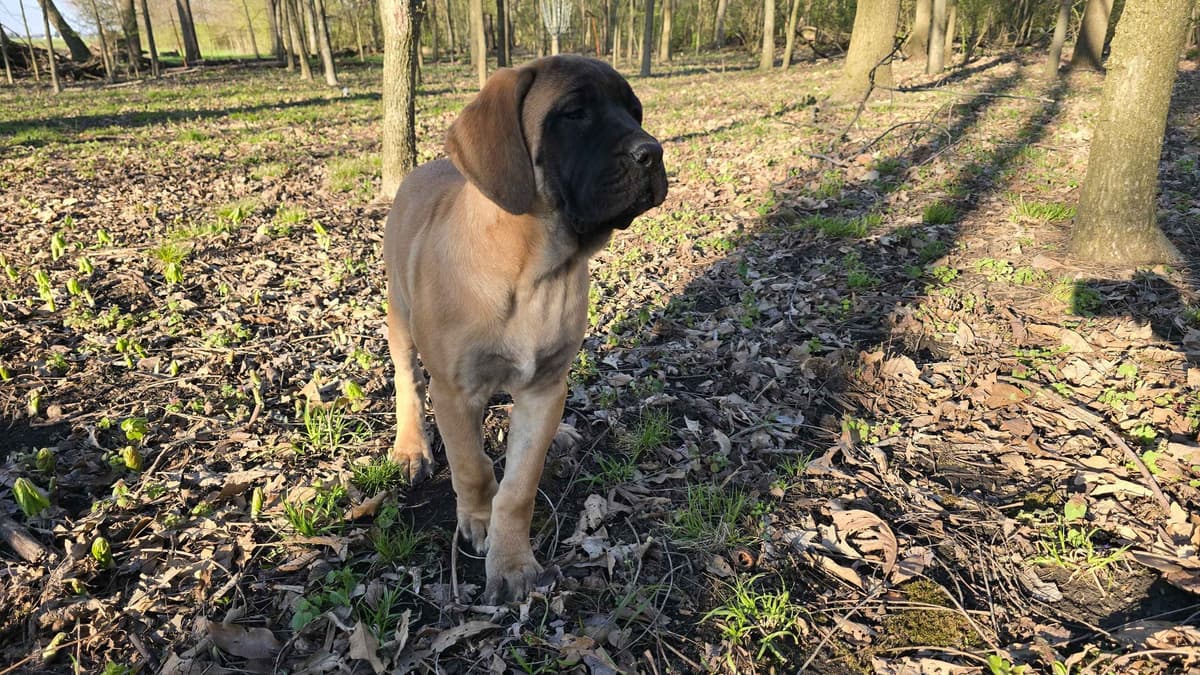 Brindle Female Mastiff Puppy breeder image 9