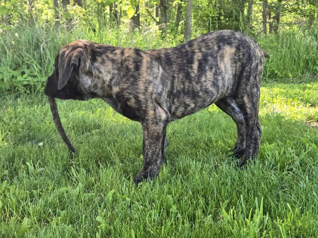 Brindle Female Mastiff Puppy media 2