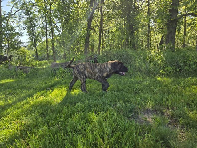 Brindle Female Mastiff Puppy media 4