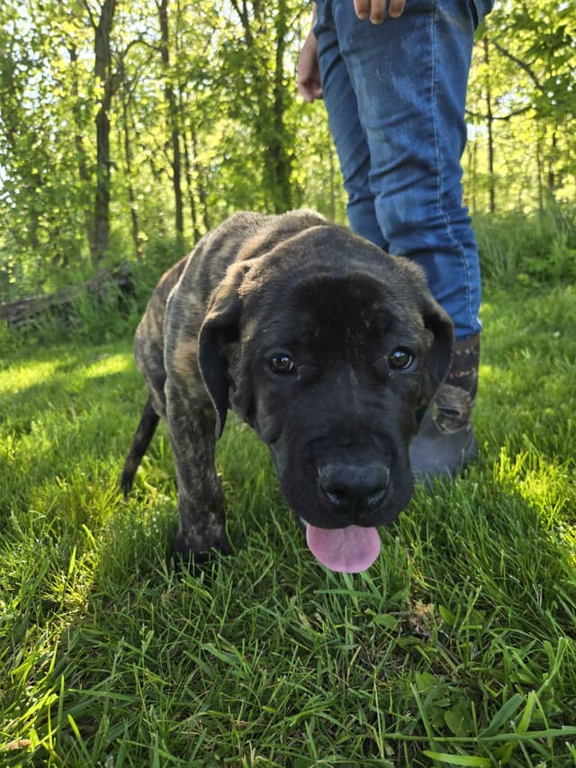 Brindle Female Mastiff Puppy media 5