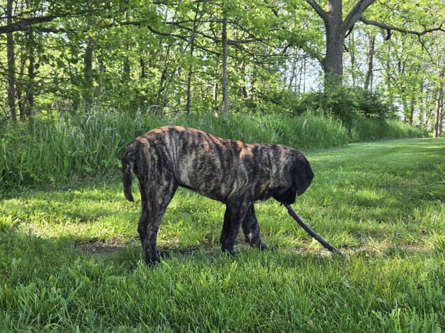Brindle Female Mastiff Puppy media 3