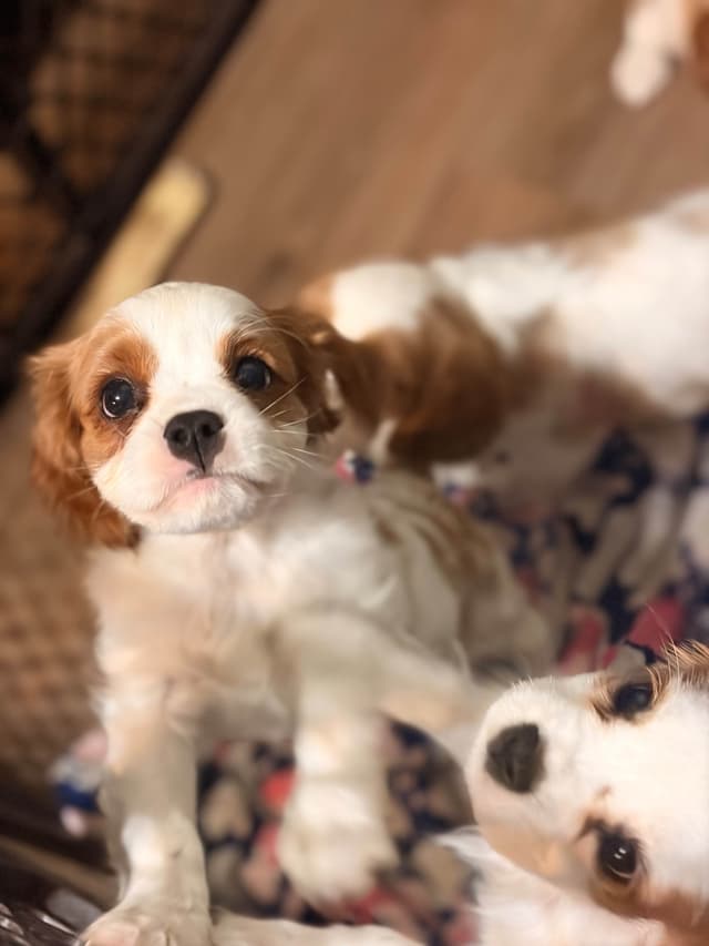 Cavalier King Charles Spaniel Puppies media 2