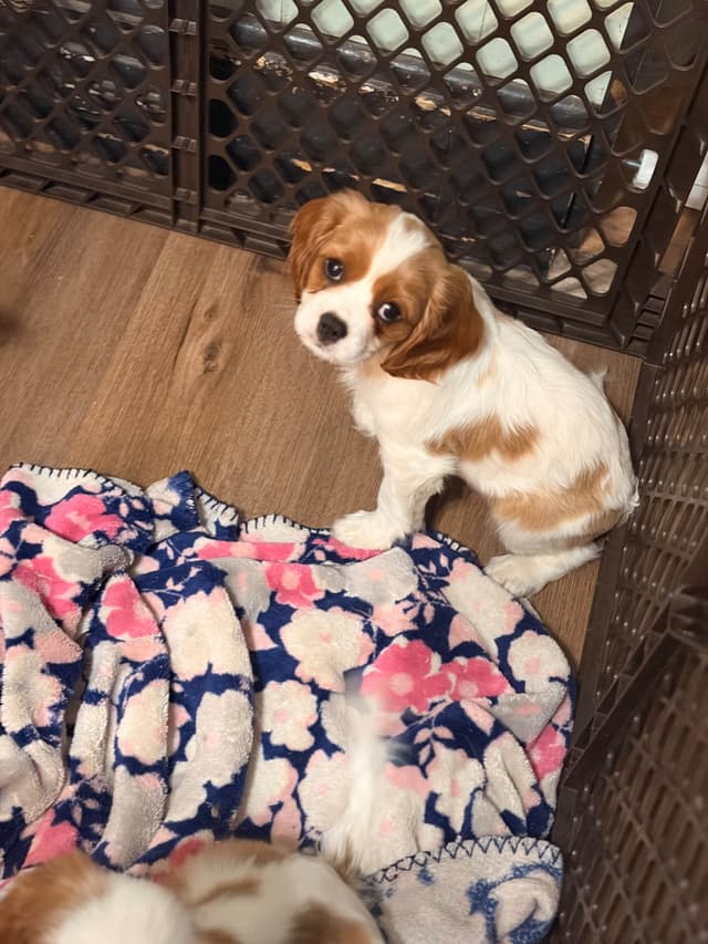 Cavalier King Charles Spaniel Puppies media 5