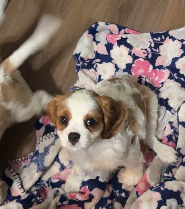 Cavalier King Charles Spaniel Puppies media 4