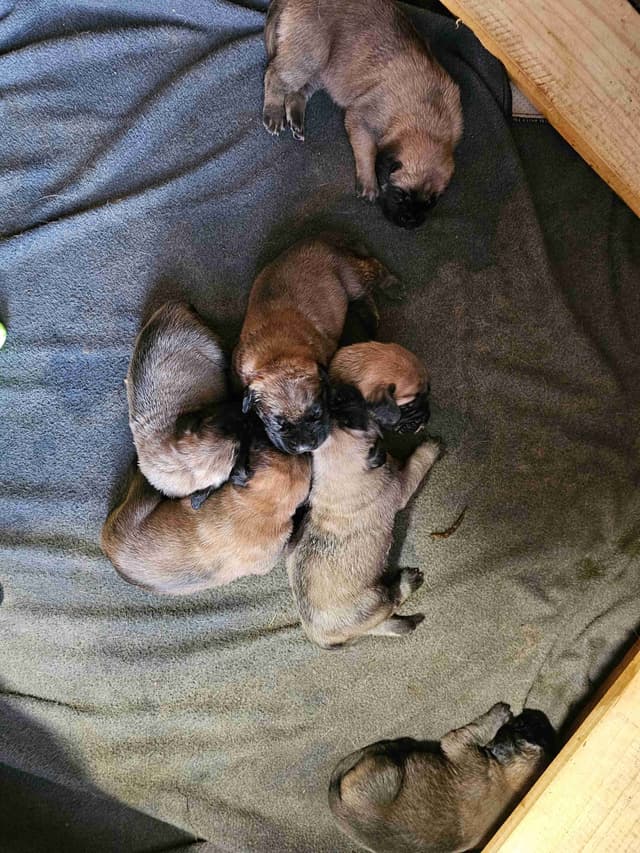 Mastiff Puppies media 2