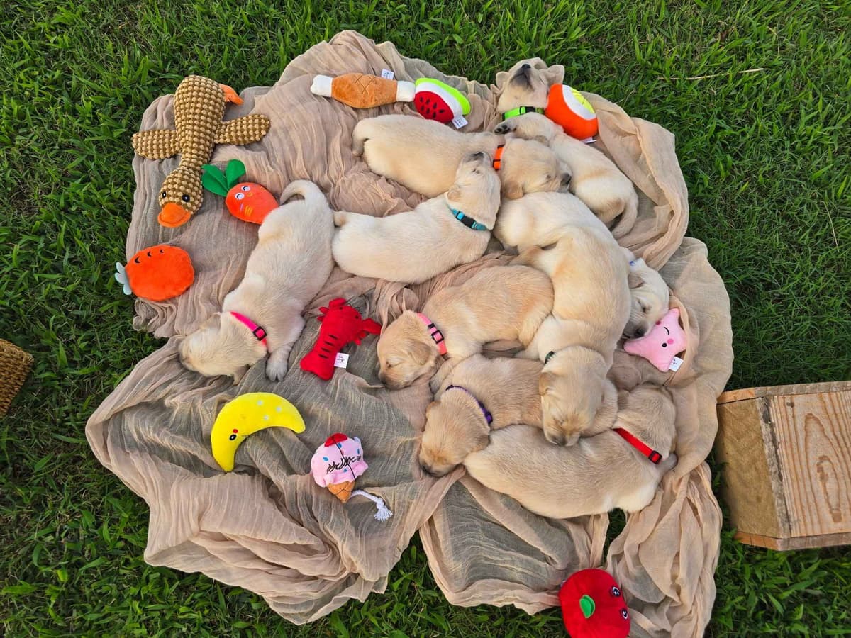 Golden Retriever Puppies breeder image 1