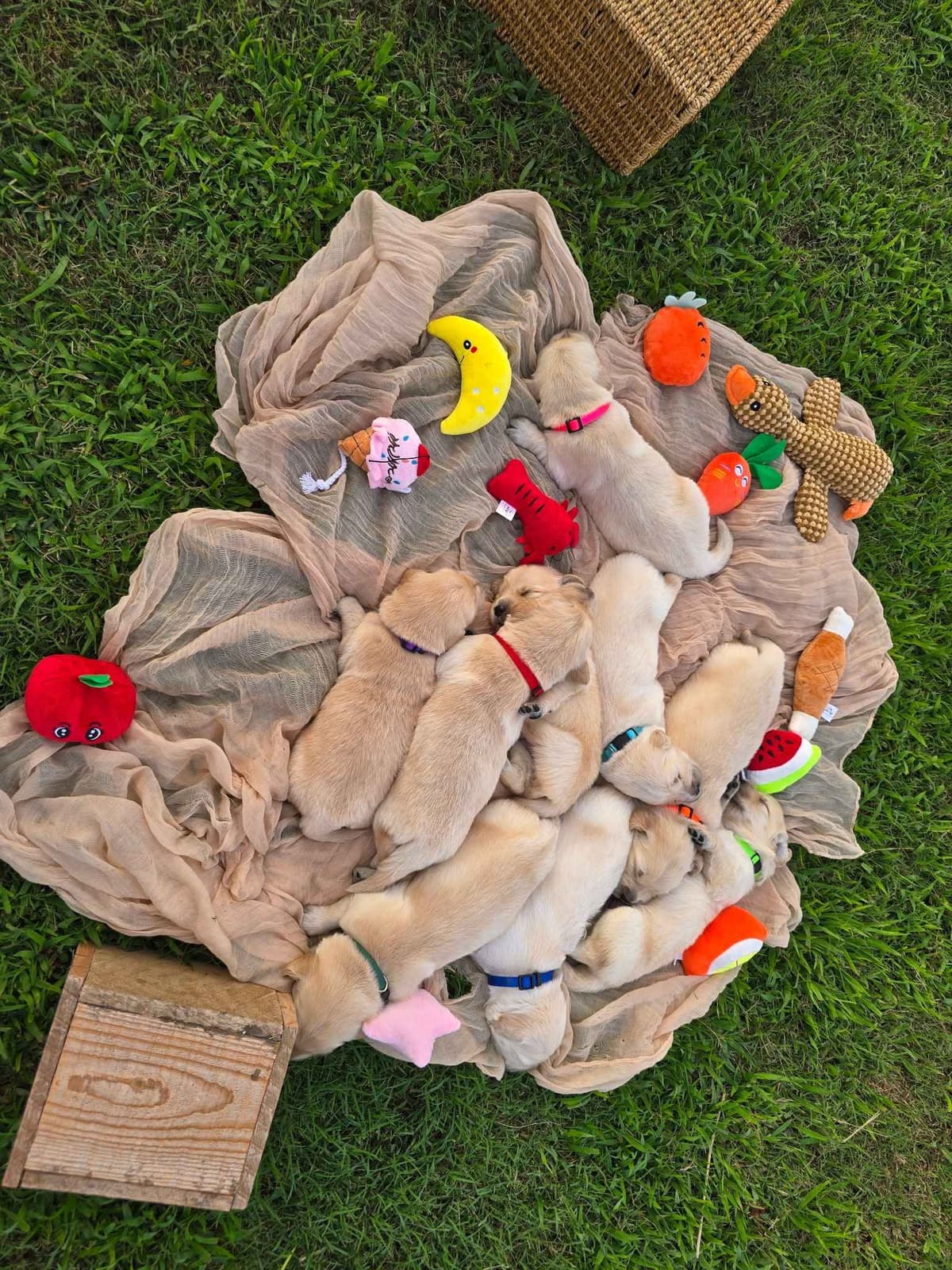 Golden Retriever Puppies breeder image 3