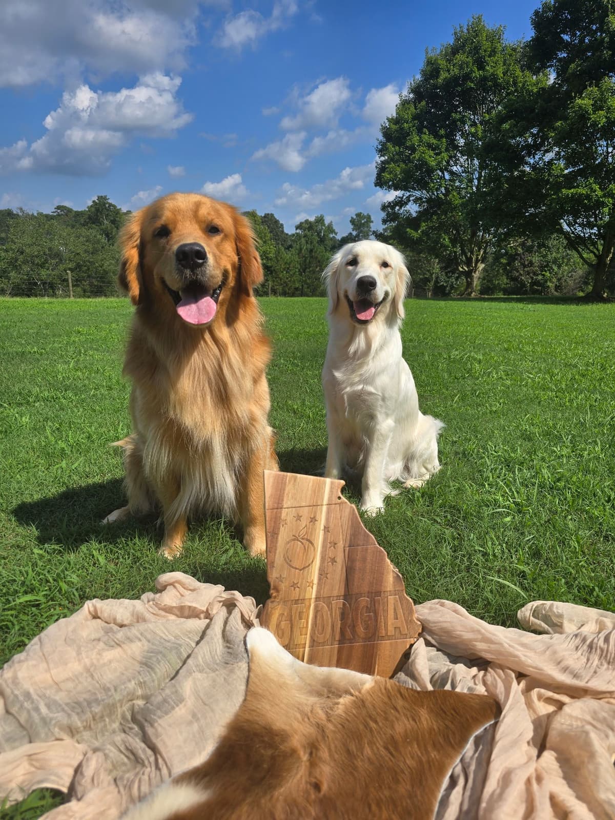Golden Retriever Puppies breeder image 4