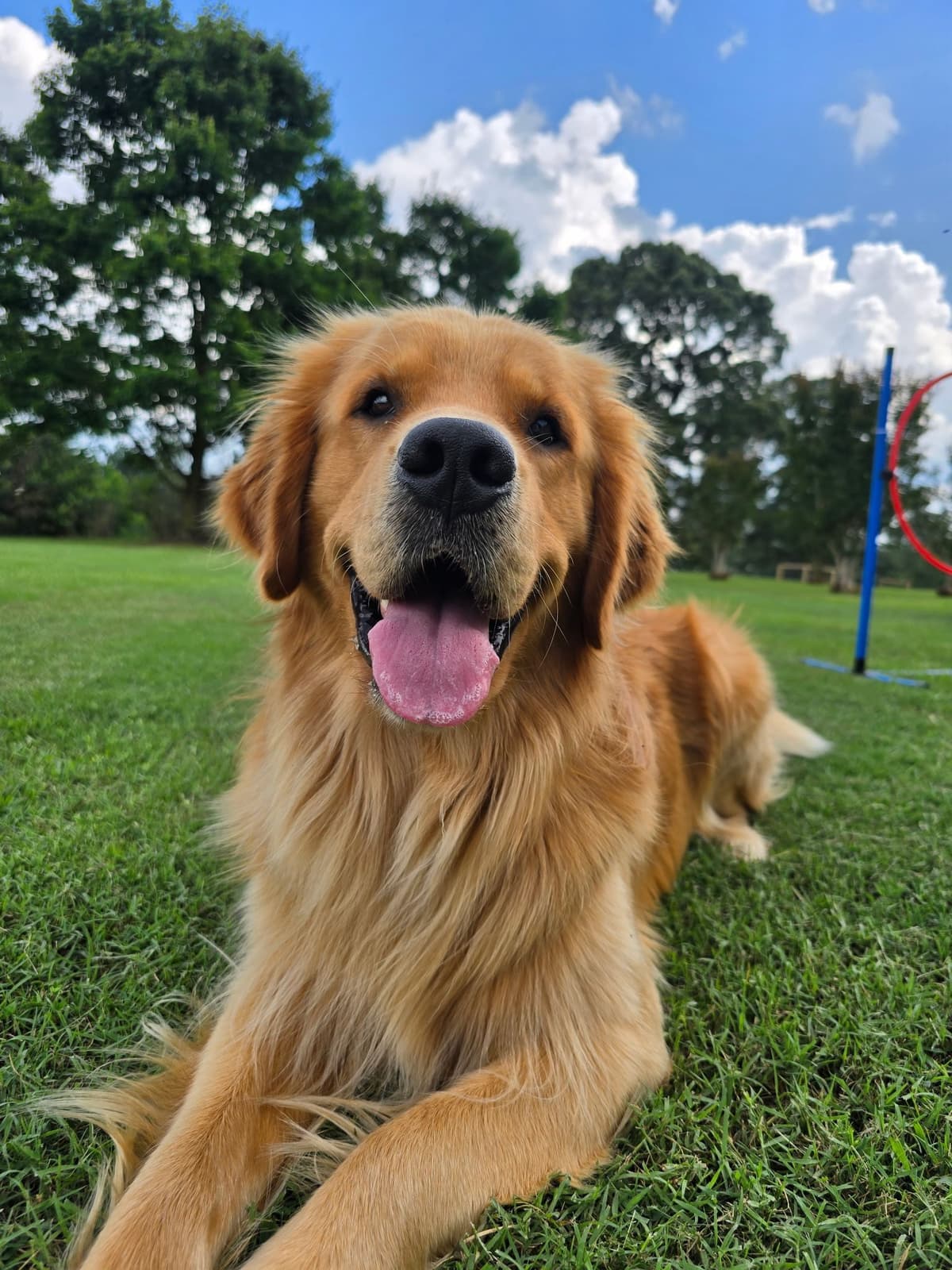 Golden Retriever Puppies breeder image 5