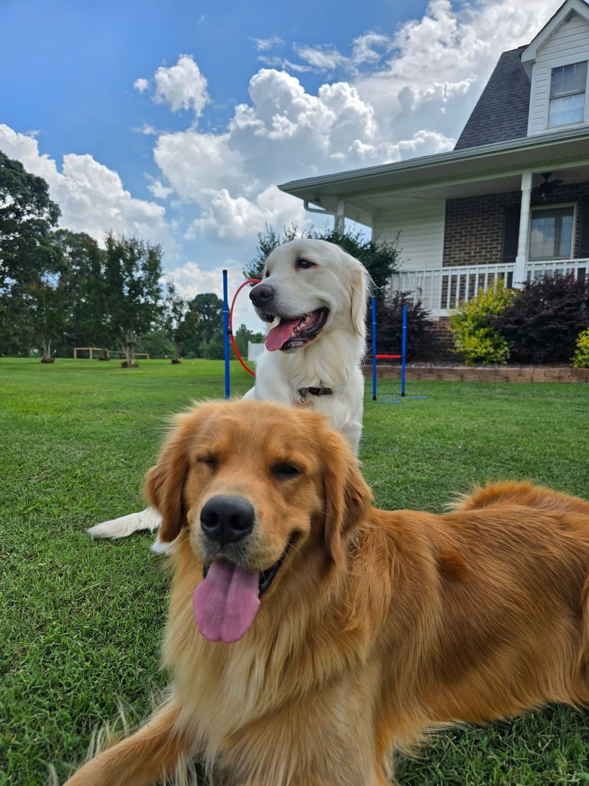 Golden Retriever Puppies breeder image 6