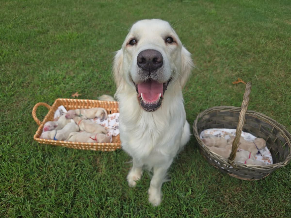 Golden Retriever Puppies breeder image 7