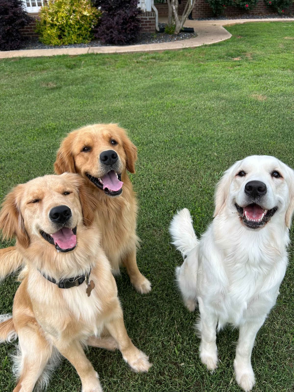 Golden Retriever Puppies breeder image 8