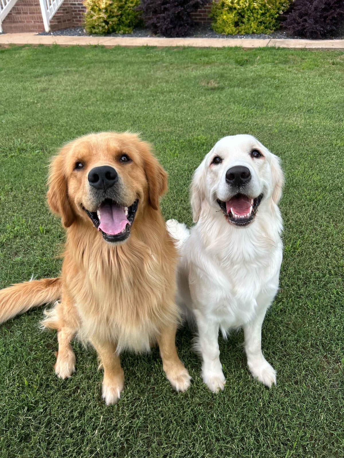 Golden Retriever Puppies breeder image 9