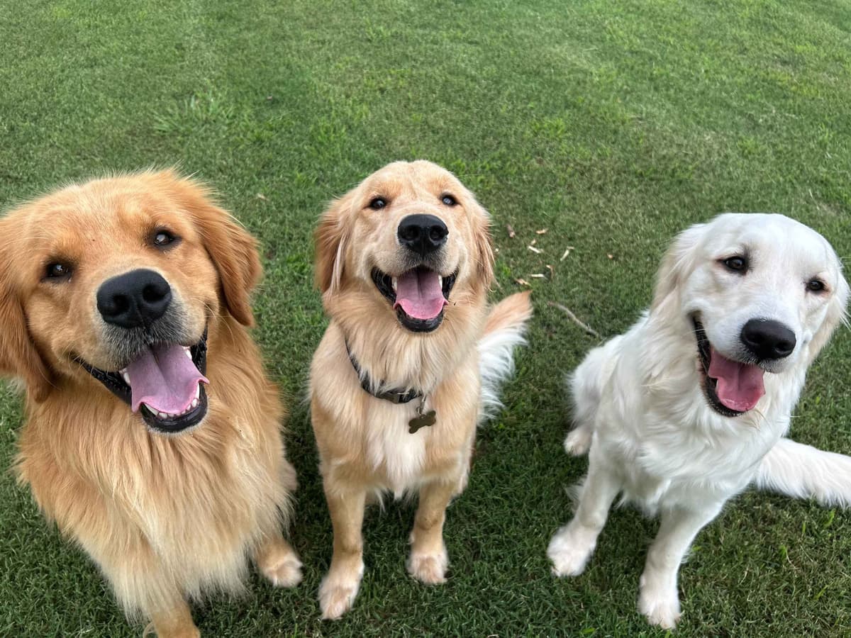 Golden Retriever Puppies breeder image 10