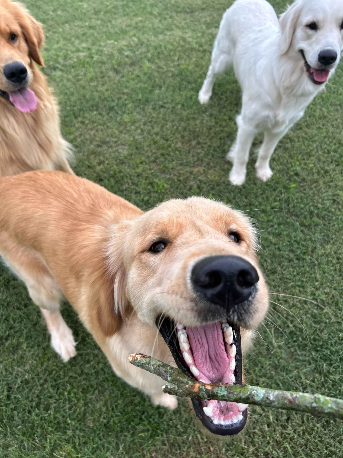 Golden Retriever Puppies breeder image 11