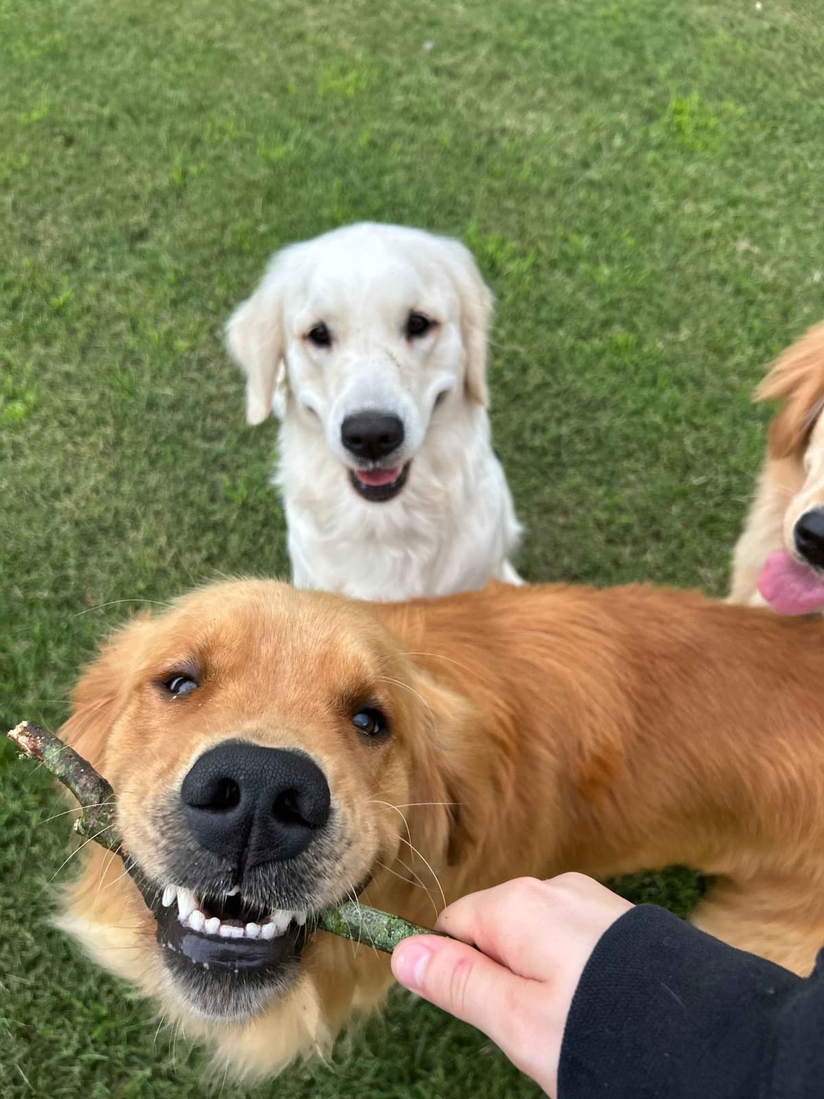 Golden Retriever Puppies breeder image 12
