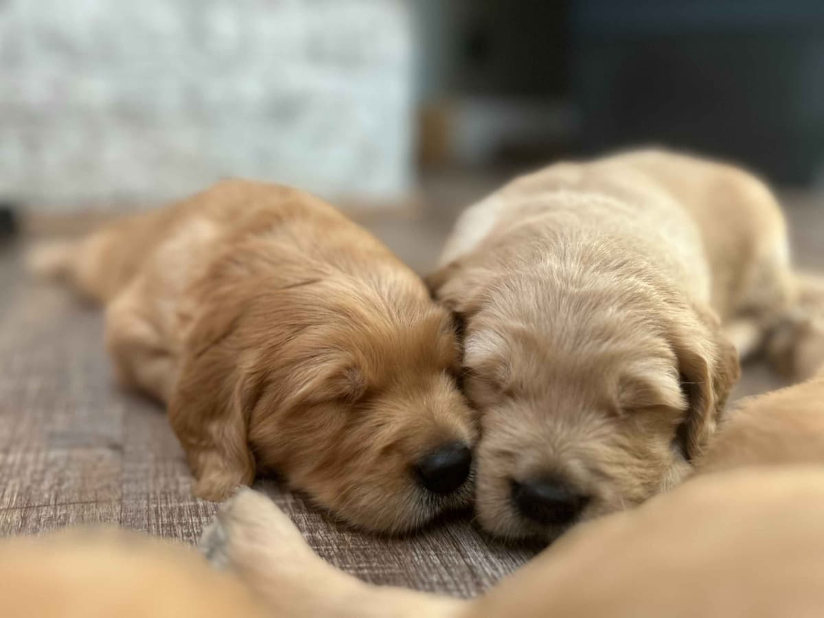 Golden Retriever Puppies breeder image 13