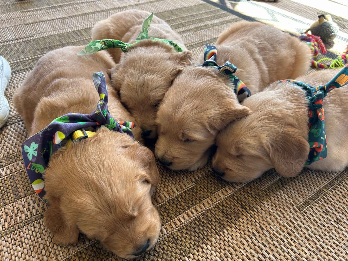 Golden Retriever Puppies breeder image 15