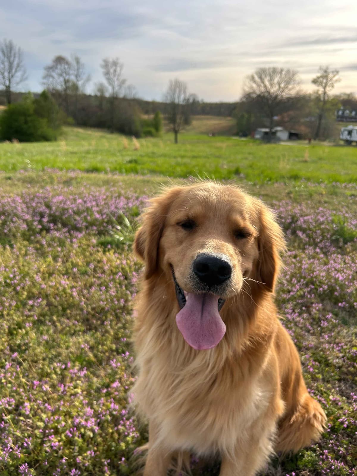 Golden Retriever Puppies breeder image 17