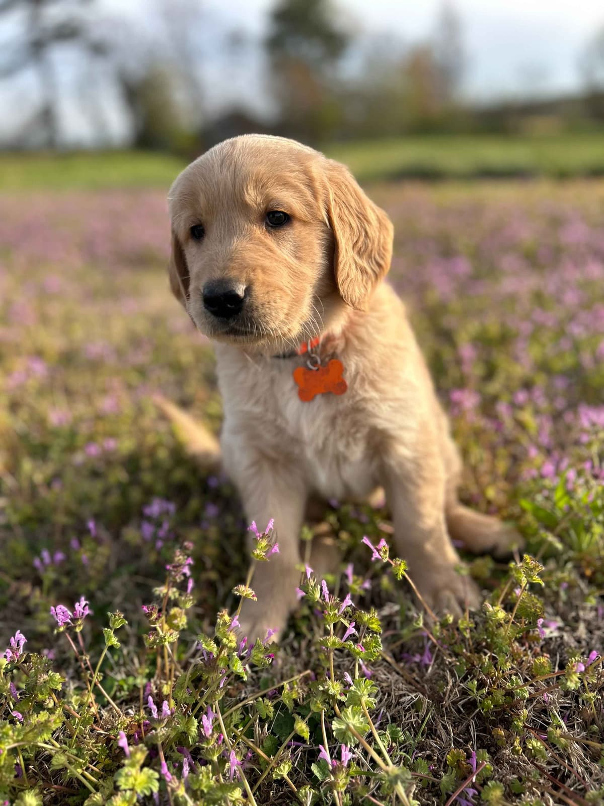Golden Retriever Puppies breeder image 18