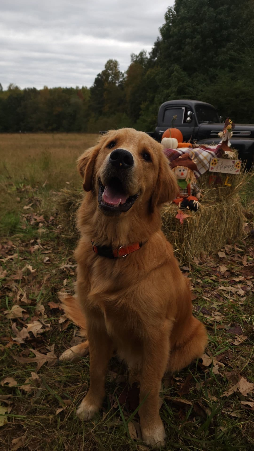 Golden Retriever Puppies breeder image 22
