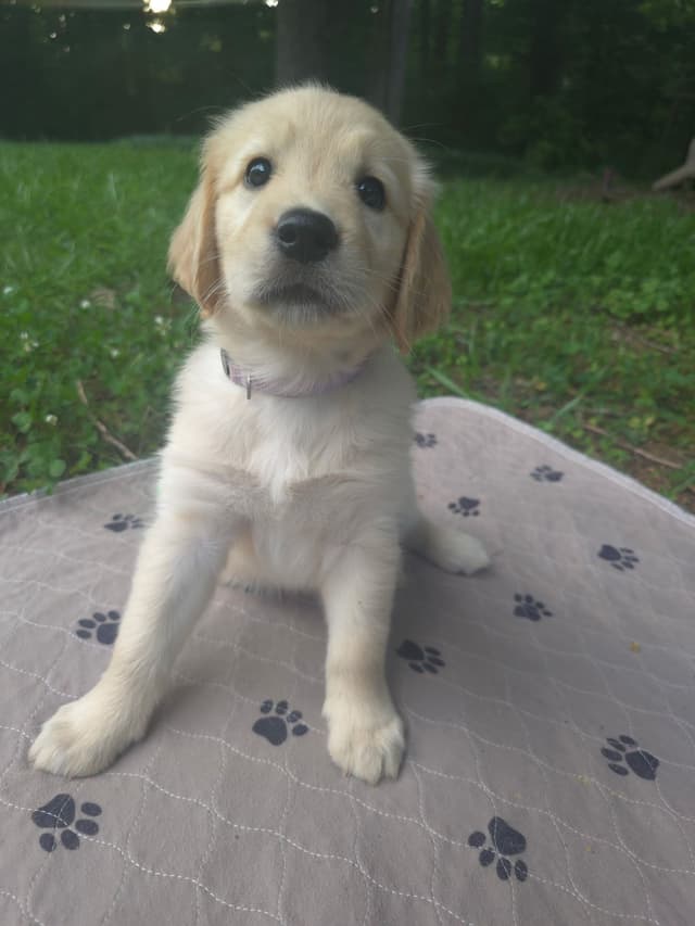 Golden Retriever Puppies media 7