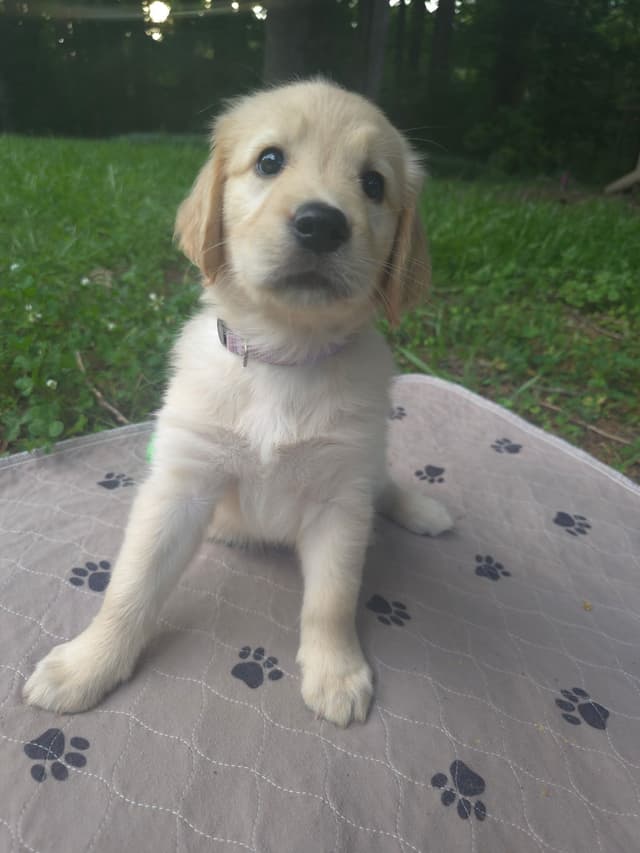 Golden Retriever Puppies media 8