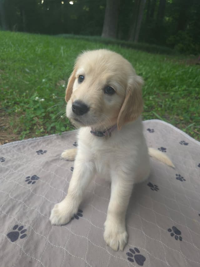 Golden Retriever Puppies media 9