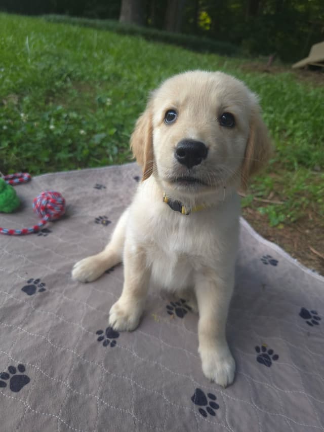 Golden Retriever Puppies media 11