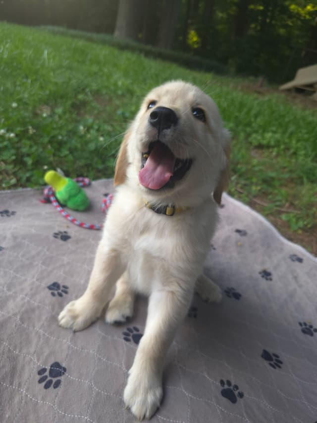 Golden Retriever Puppies media 12