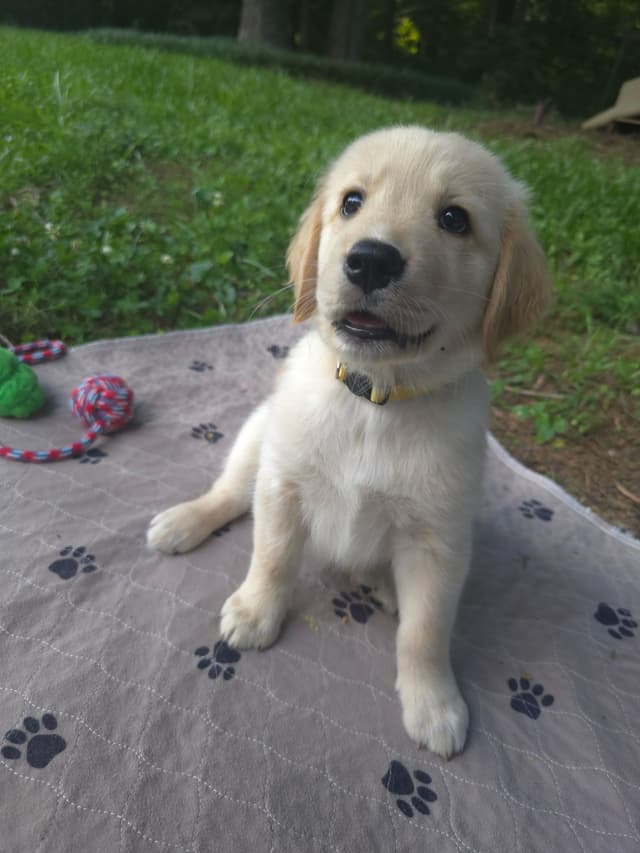 Golden Retriever Puppies media 13