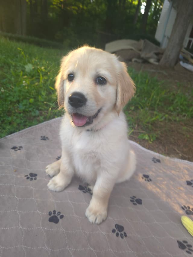 Golden Retriever Puppies media 14