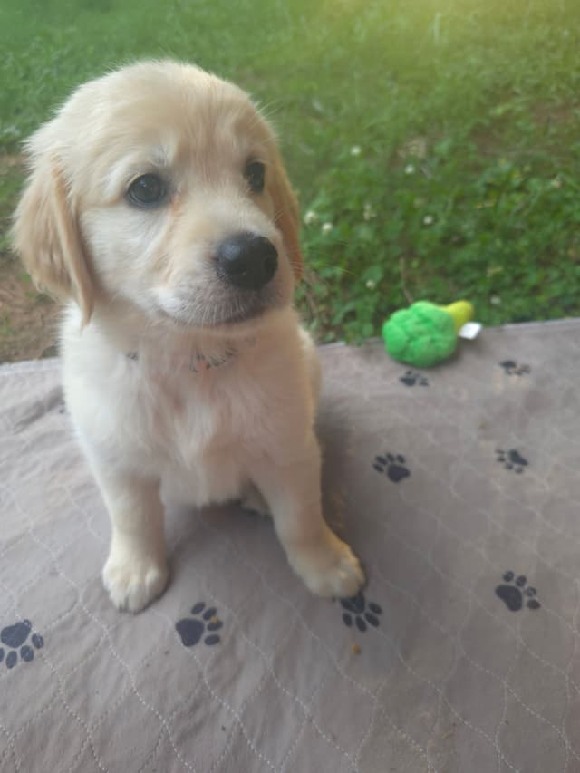 Golden Retriever Puppies media 15