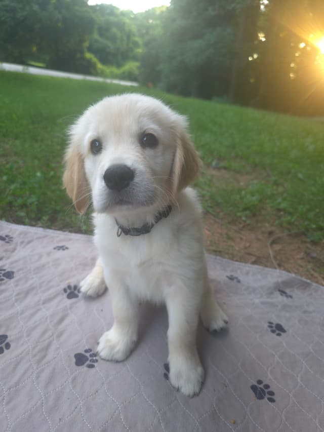 Golden Retriever Puppies media 4