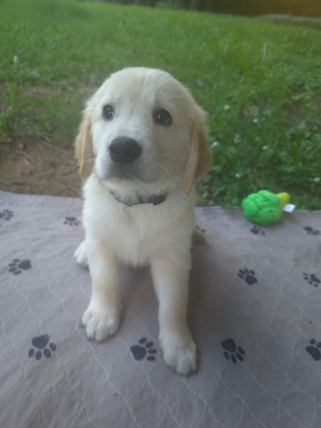 Golden Retriever Puppies media 5