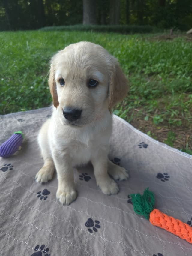 Golden Retriever Puppies media 3