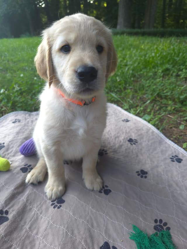 Golden Retriever Puppies media 2